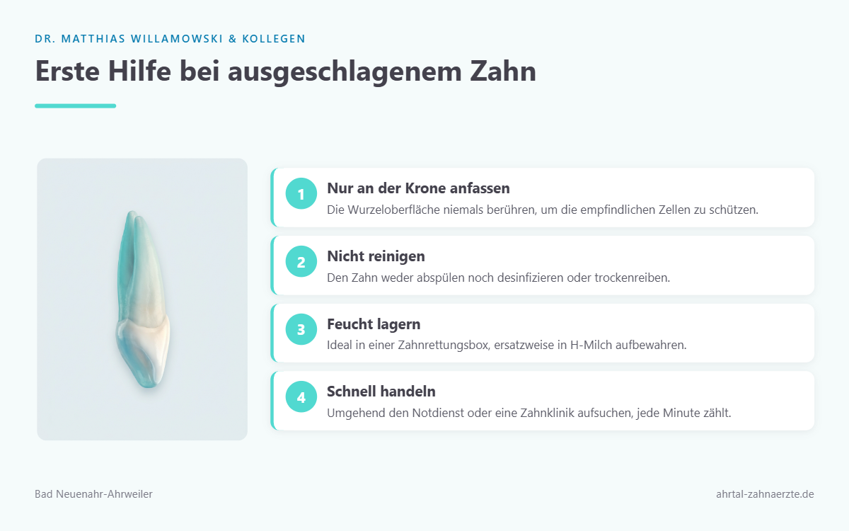 Ein einzelner vollständiger Schneidezahn mit sichtbarer Wurzel, freigestellt vor hellem Hintergrund