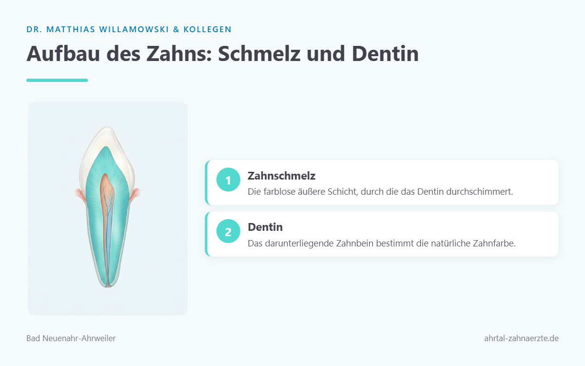 Querschnitt durch einen Frontzahn der die helle äußere Schmelzschicht und das darunterliegende dunklere Dentin zeigt