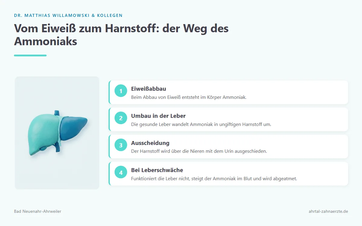 Darstellung einer Leber als zentrales Entgiftungsorgan im Harnstoffzyklus
