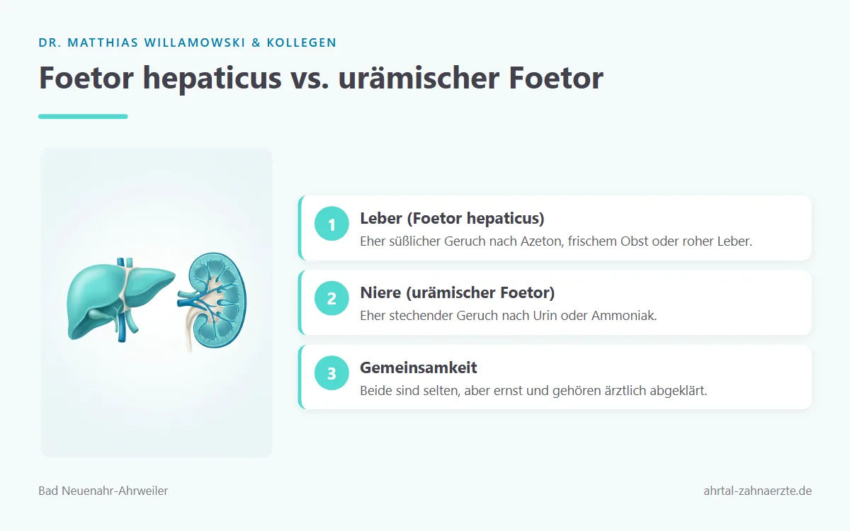 Gegenüberstellung von Leber und Niere als mögliche Ursachen für Ammoniakgeruch